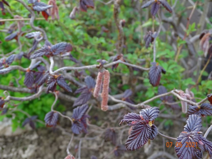 corylus Red Majestik - Dobarland 2021 2