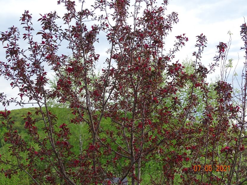 malus Royalty - Dobarland 2021 2