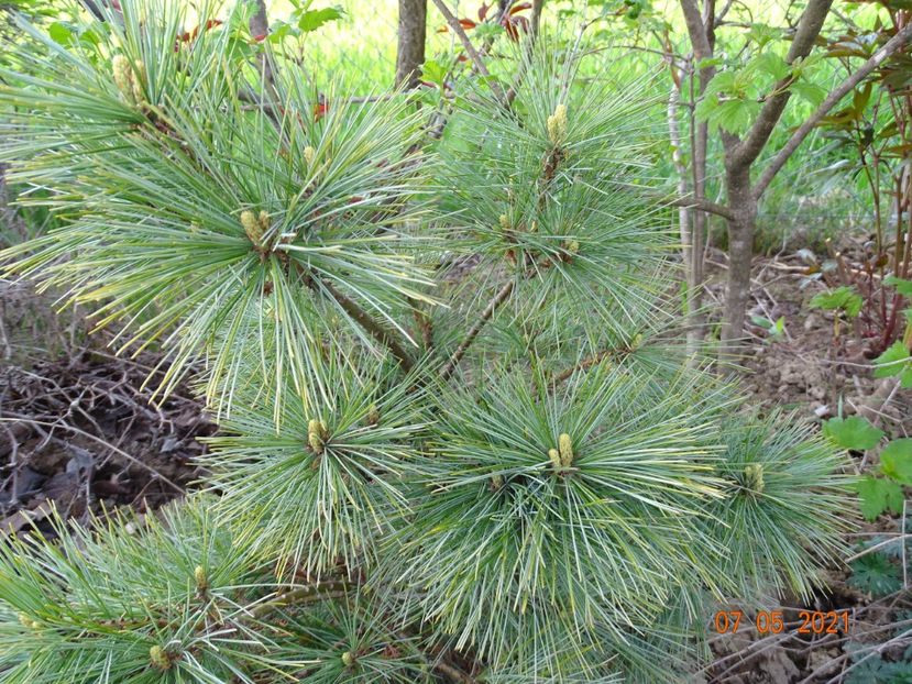 pinus flexilis Pygmaea - Dobarland 2021 2