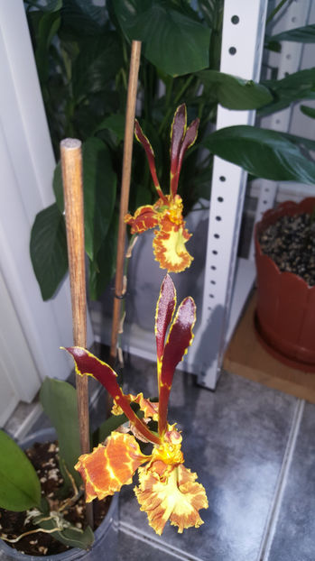 psychopsis papilio mariposa GV - Orhidee_2_psychopsis