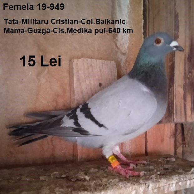 Femela 19-949.... - Porumbei vanduti