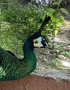 F7B599E2-0DE6-43B9-8D41-65875CD625E9 - Pauni