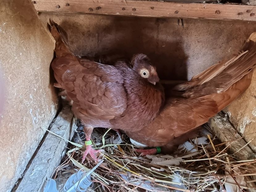  - 8-Jucatorii de Ardeal vechi