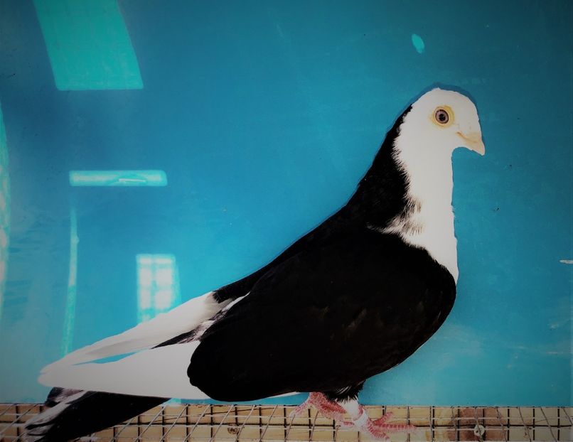 12221  femelă  2021_3 - tineret 2021