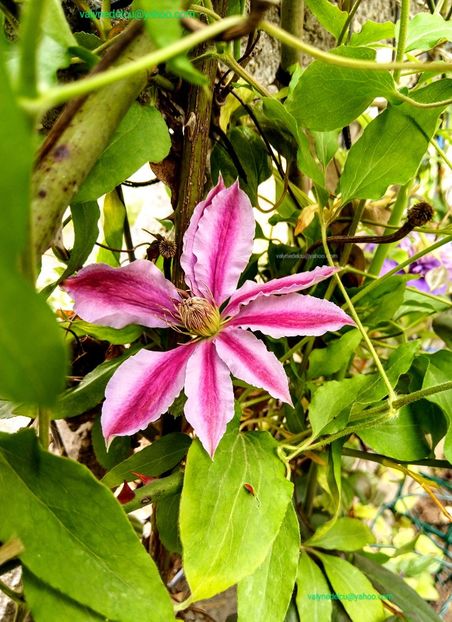 Clematis Doctor Ruppel - Clematis Doctor Ruppel