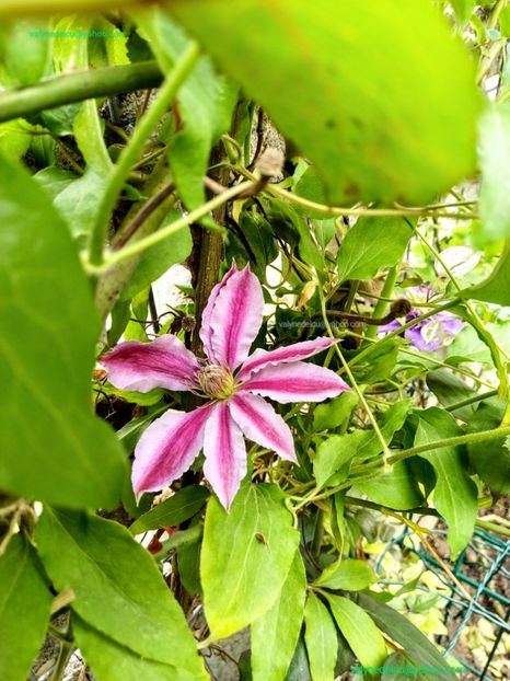 Clematis Doctor Ruppel - Clematis Doctor Ruppel