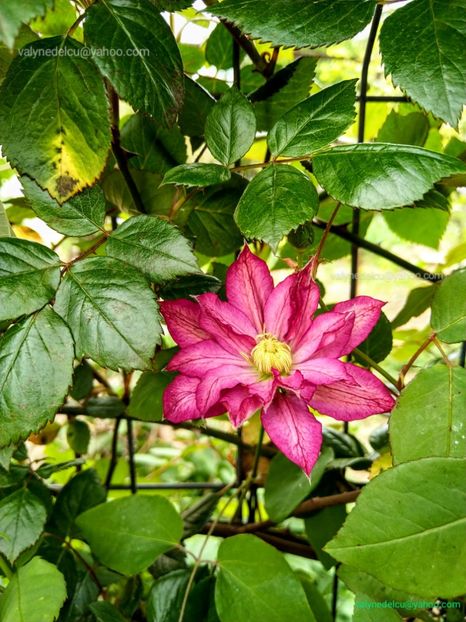 Clematis Asao - Clematis Asao