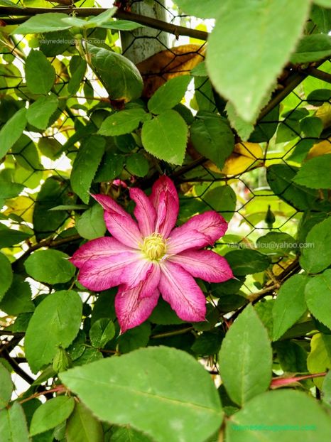 Clematis Asao - Clematis Asao