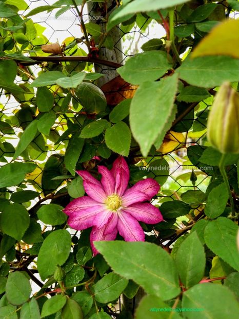 Clematis Asao - Clematis Asao