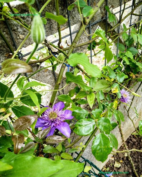 Clematis Multi Blue - Clematis Multi Blue