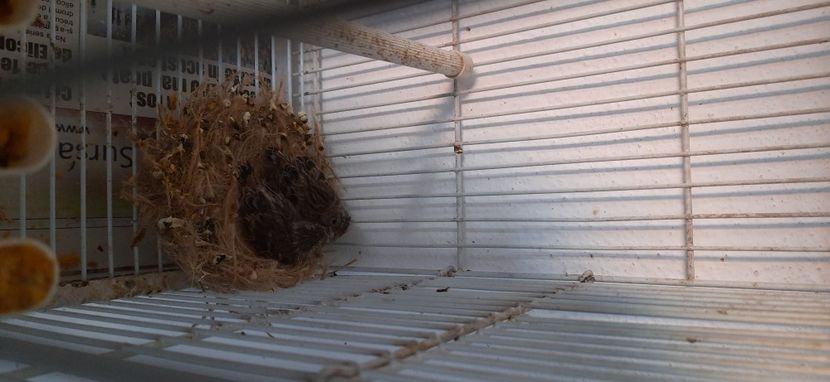  - Pui hibrizi canarusi 2021