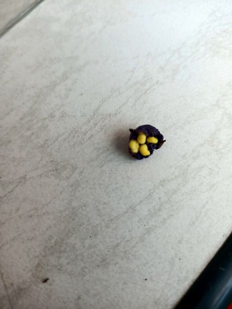 Am rupt bobocii - RS-Morskaia Princessa