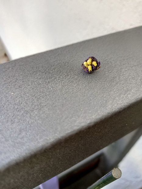 Ăștia nu sunt buni - RS-Morskaia Princessa