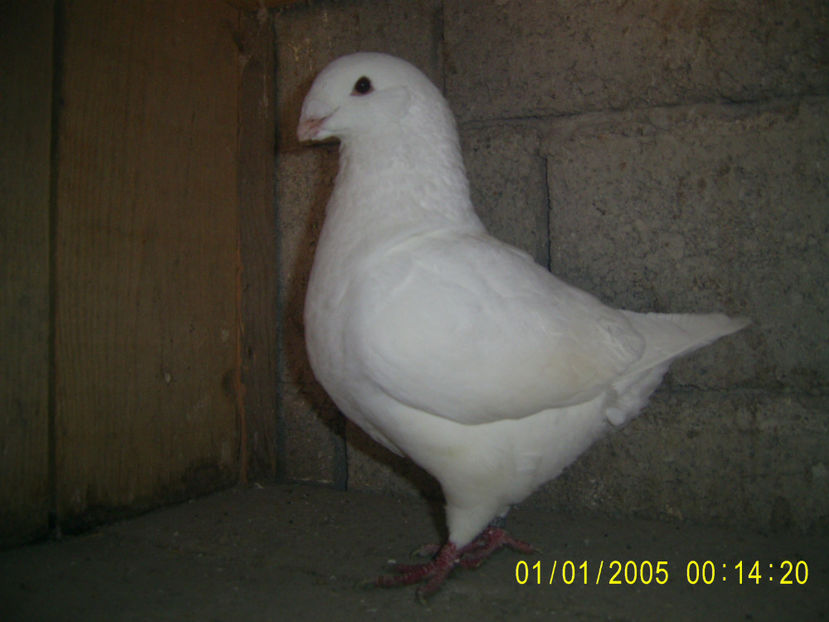 M - 2020 - americani baltati - perechi 2021