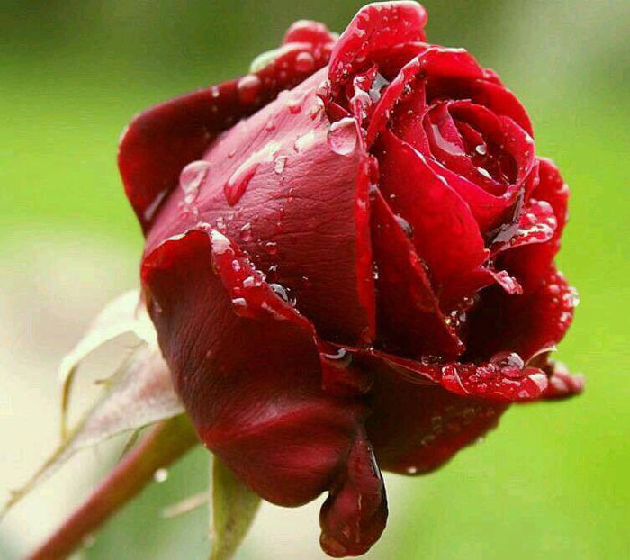 perechea 4 - americani baltati - perechi 2021