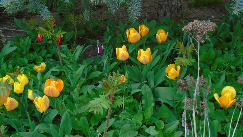 Lalele - Primavara 2021-2022-2023