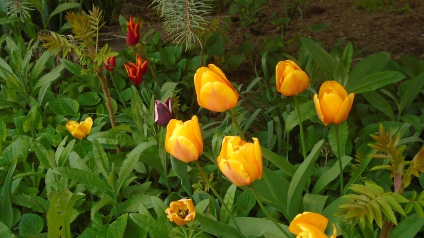 Lalele - Primavara 2021-2022-2023