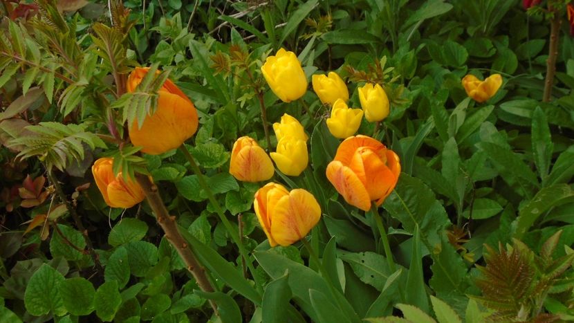 Lalele - Primavara 2021-2022-2023