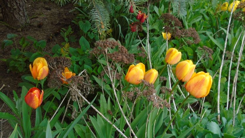 Lalele - Primavara 2021-2022-2023