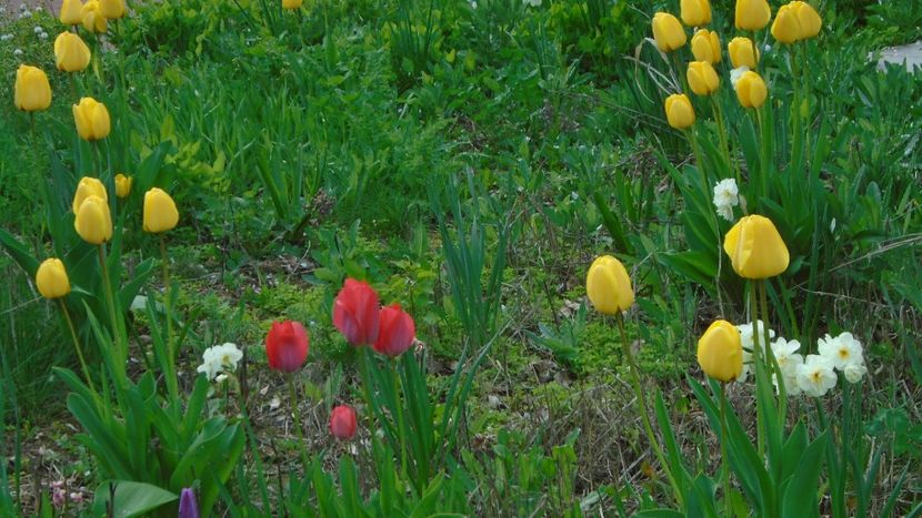 Lalele si narcise - Primavara 2021-2022-2023