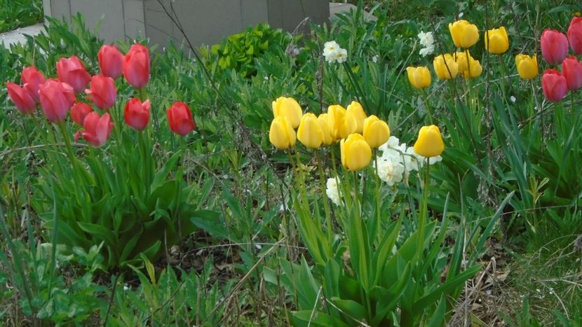 Lalele si narcise - Primavara 2021-2022-2023