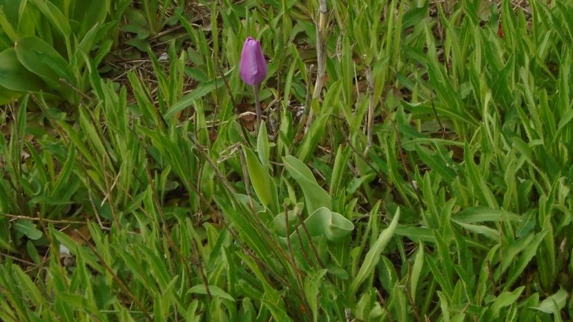 Lalele - Primavara 2021-2022-2023