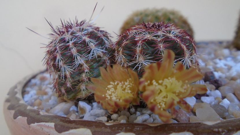 Echinocereus viridiflorus - Cactusi 2021