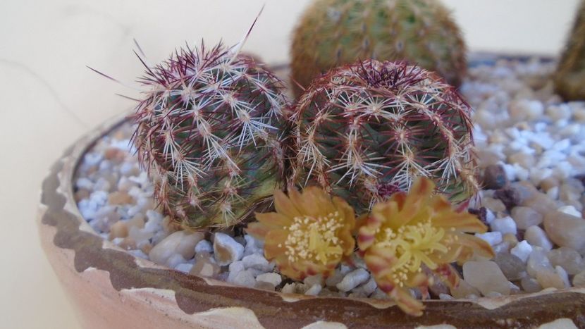 Echinocereus viridiflorus - Cactusi 2021