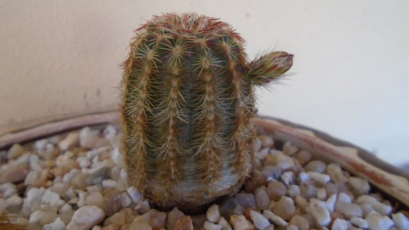 Echinocereus viridiflorus - Cactusi 2021