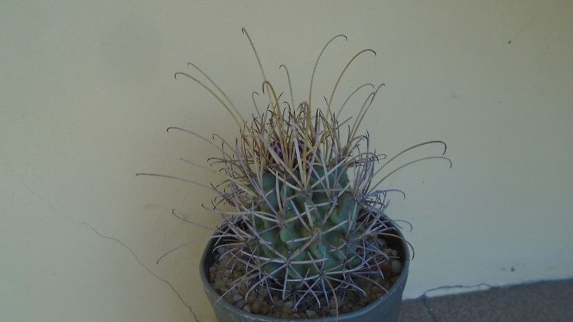 Glandulicactus (Sclerocactus) wrightii - Cactusi 2021