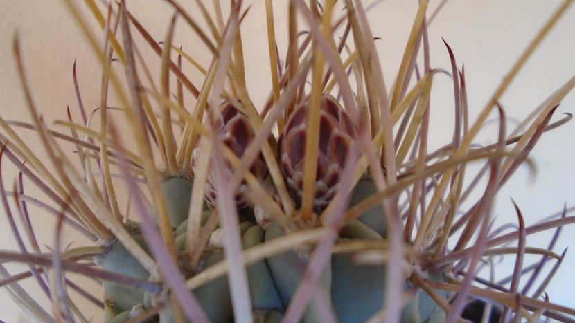 Glandulicactus (Sclerocactus) wrightii - Cactusi 2021