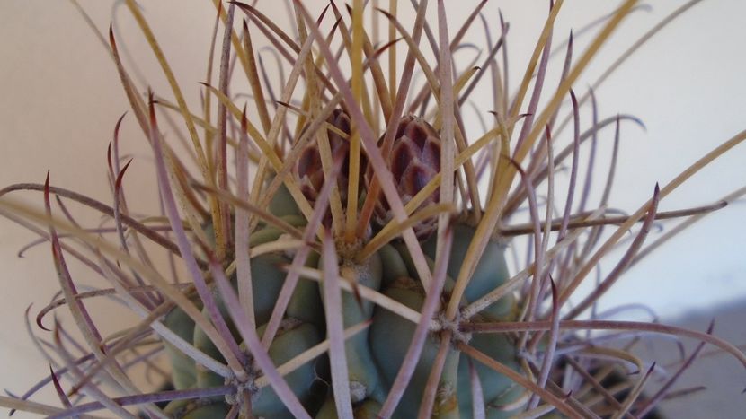 Glandulicactus (Sclerocactus) wrightii - Cactusi 2021