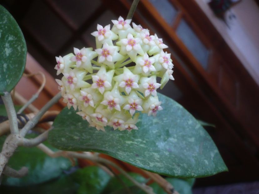 P1470715 - HOYA 2021-1