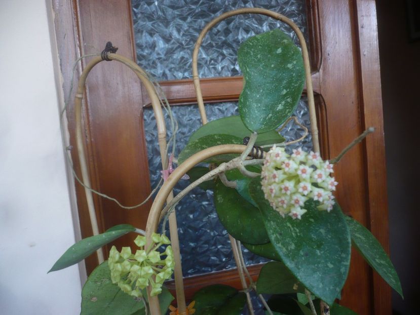 P1470716 - HOYA 2021-1