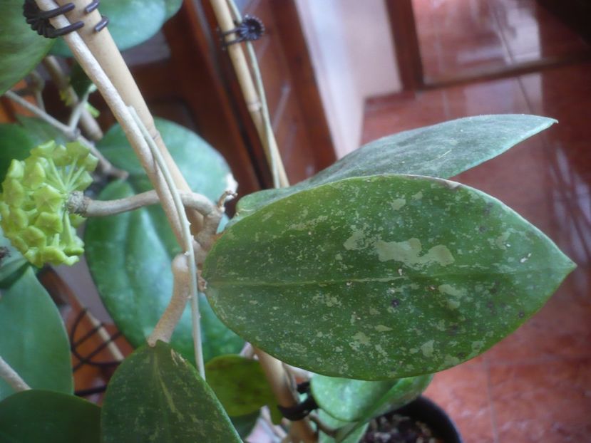 P1470718 - HOYA 2021-1
