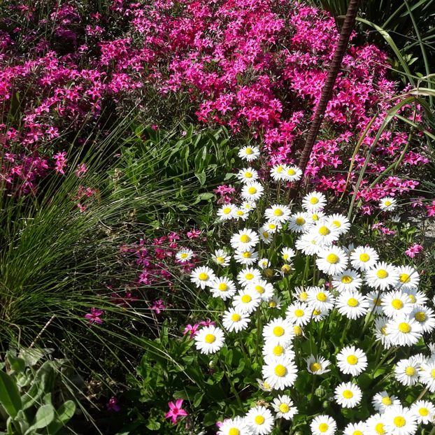  - Flori de grădină-2021