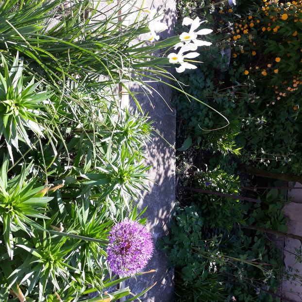  - Flori de grădină-2021