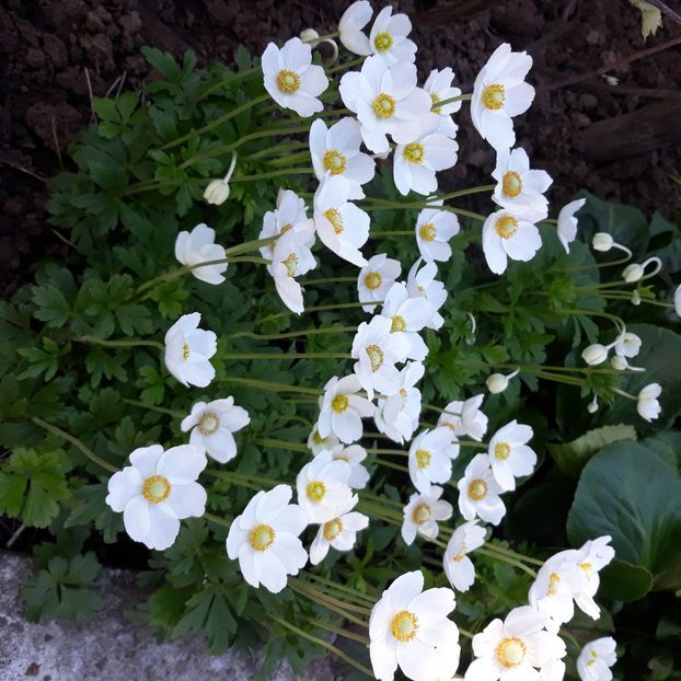  - Flori de grădină-2021