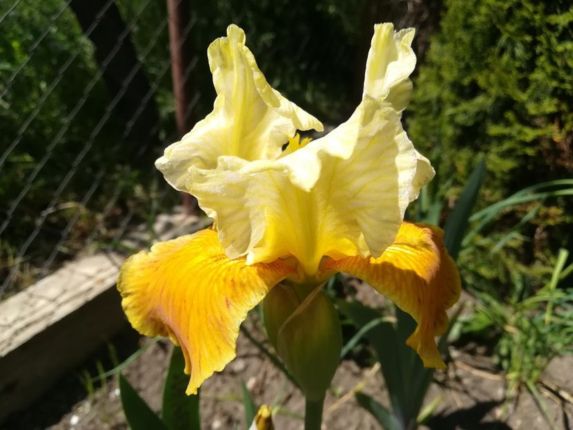 Seangreal - Iriși 2021