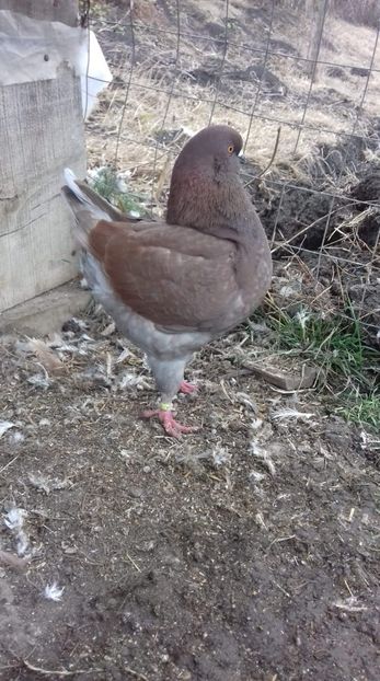 F 2021 vanduta - De vanzare kingi