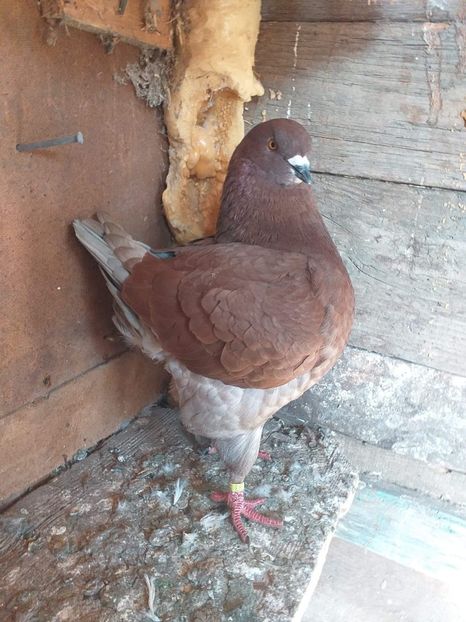 M 2021 vandut - De vanzare kingi