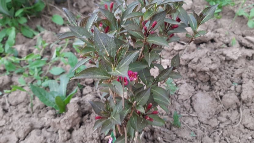  - diverse flori 2021