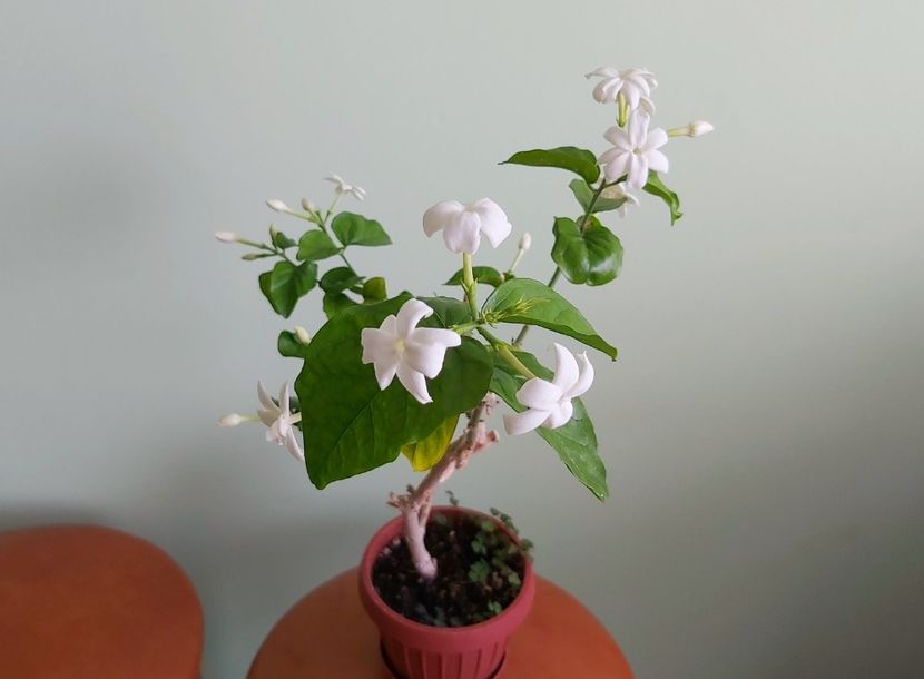 Flori Jasmin Sambac Made of Orleans - 1 - Disponibile plante de vanzare 2021