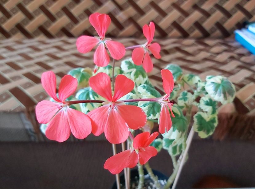 Flori Muscata Wilhemlm Langgut - 1 - Disponibile plante de vanzare 2021