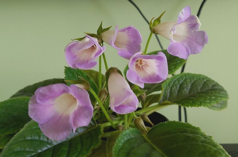 Flori Sinningia Luci's My Beauty - 1 - Disponibile plante de vanzare 2021