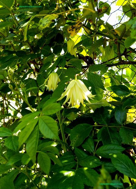 Clematis Lemon Dream - Clematis Lemon Dream