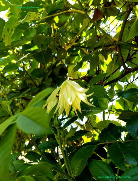 Clematis Lemon Dream - Clematis Lemon Dream