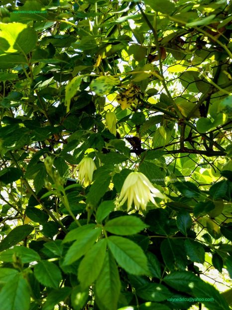 Clematis Lemon Dream - Clematis Lemon Dream