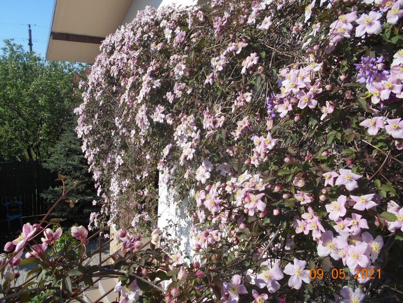  - 02 Clematite 2021