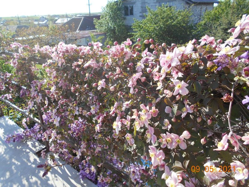  - 02 Clematite 2021